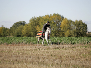 Delishess Arabian Horse