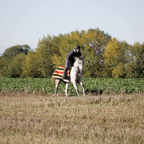 Delishess Arabian Horse