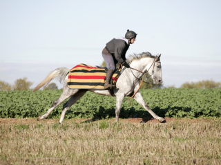 Delishess Arabian Horse