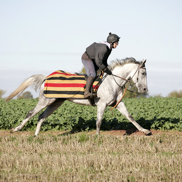 Delishess Arabian Horse